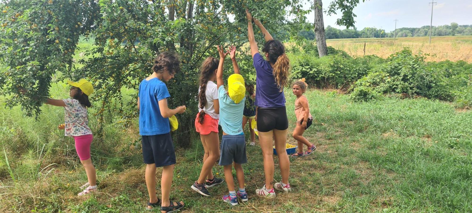 Agriturismo Il Campagnino クレモナ エクステリア 写真