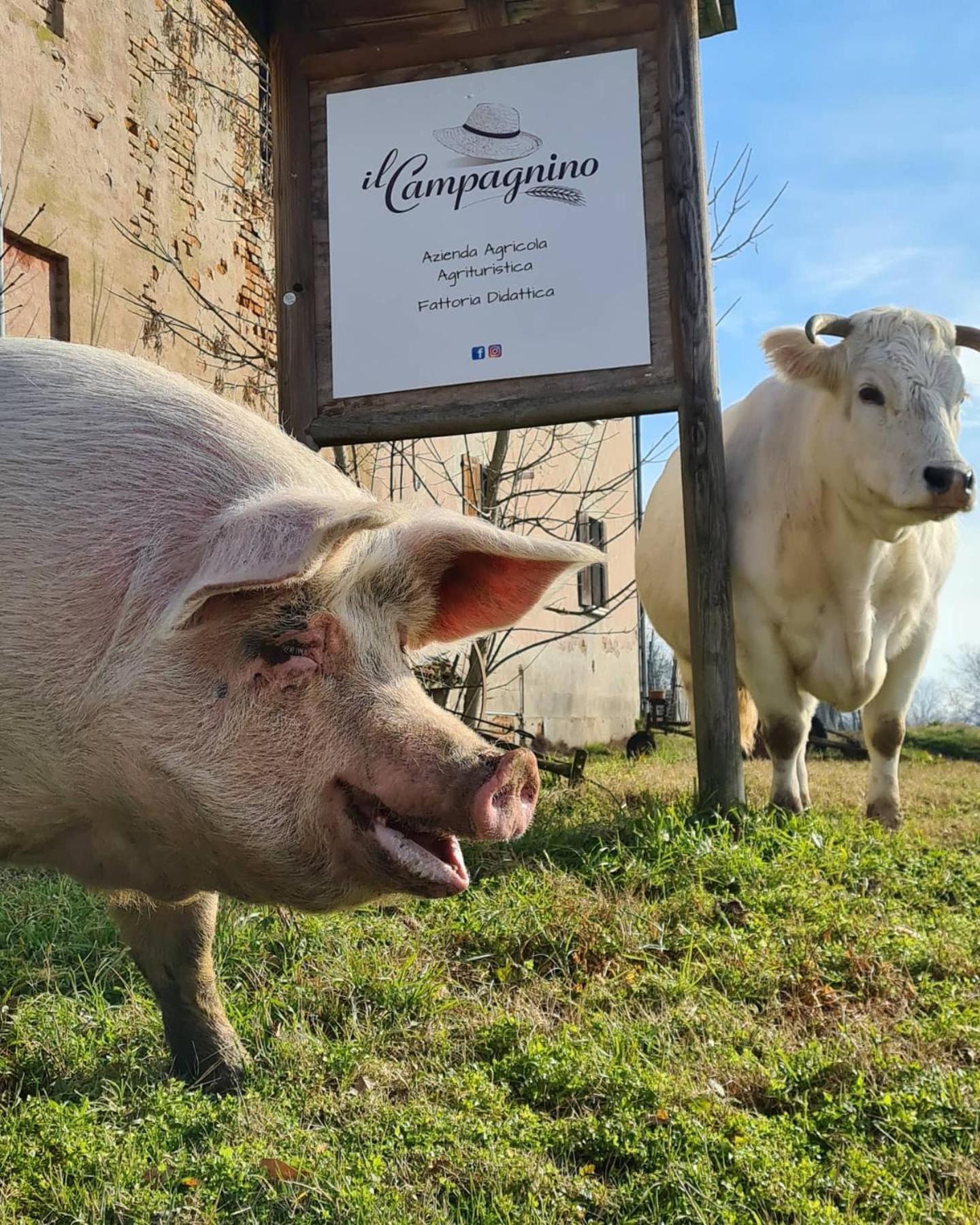 Agriturismo Il Campagnino クレモナ エクステリア 写真