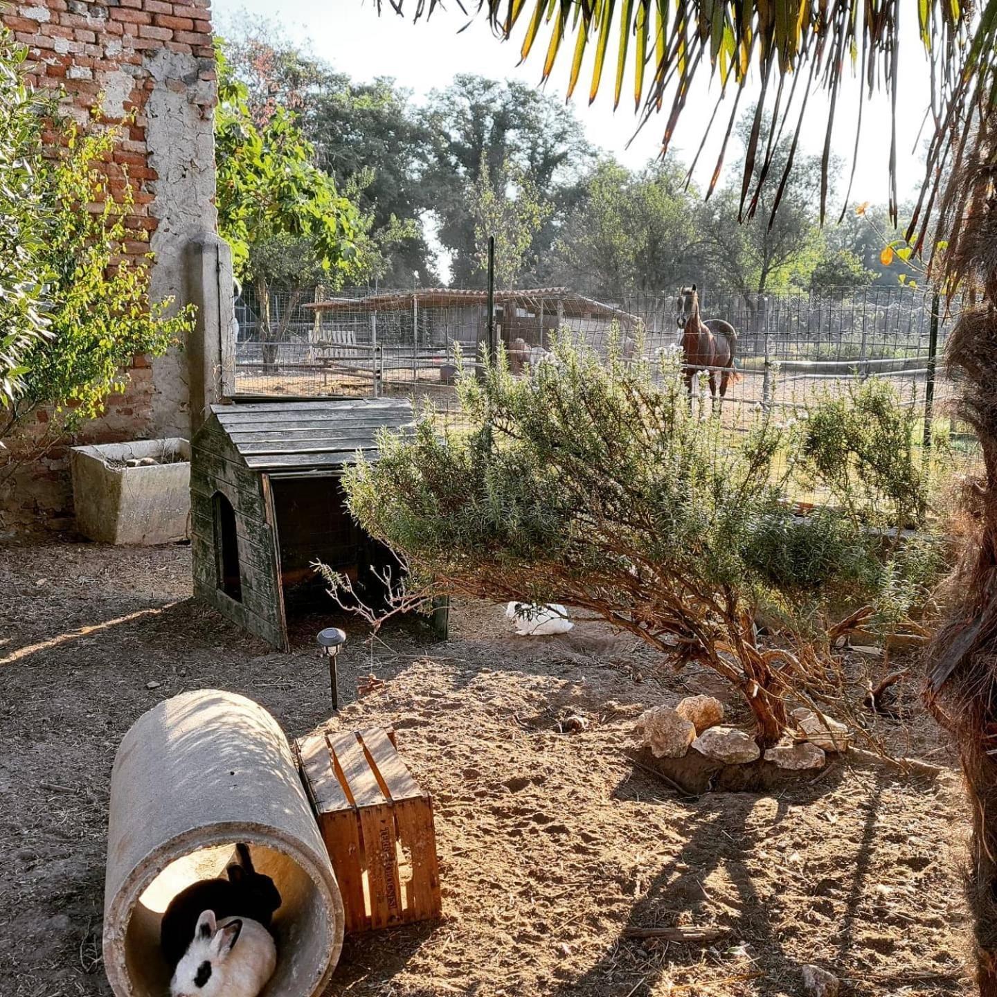 Agriturismo Il Campagnino クレモナ エクステリア 写真